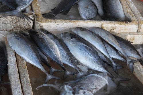 新加坡爆料 小心这些冻鱼,日本为排核废水为福岛渔民出昏招