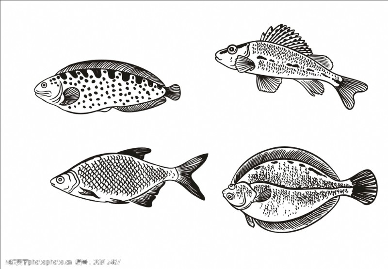 动画线描鱼图片素材